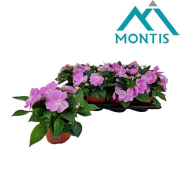 Impatiens COLORPOWER LAVENDER
