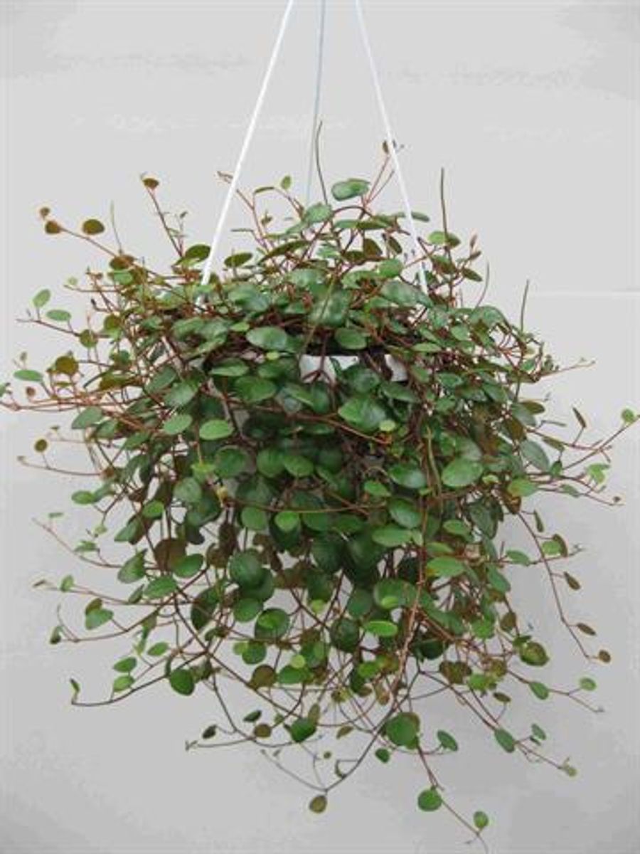 Peperomia Pepperspot — Plant Wholesale Floraccess