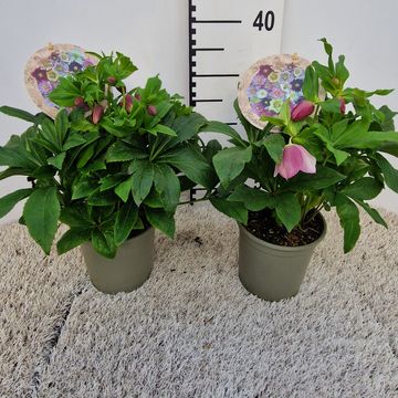 Helleborus orientalis MIX