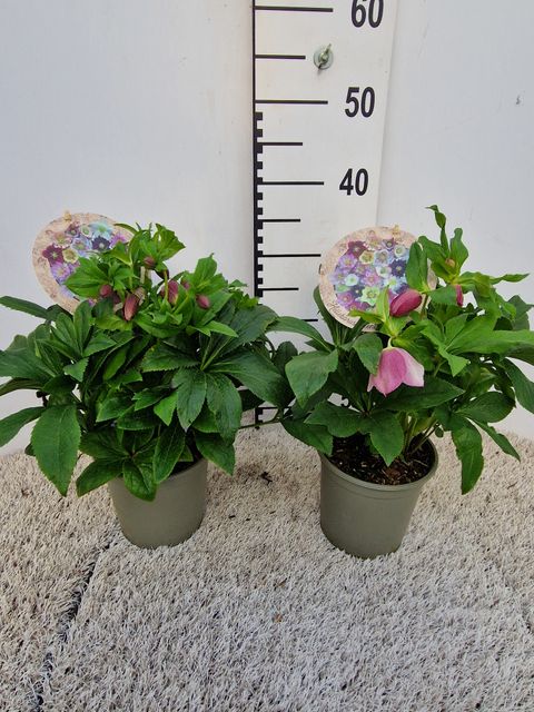 Helleborus orientalis MIX