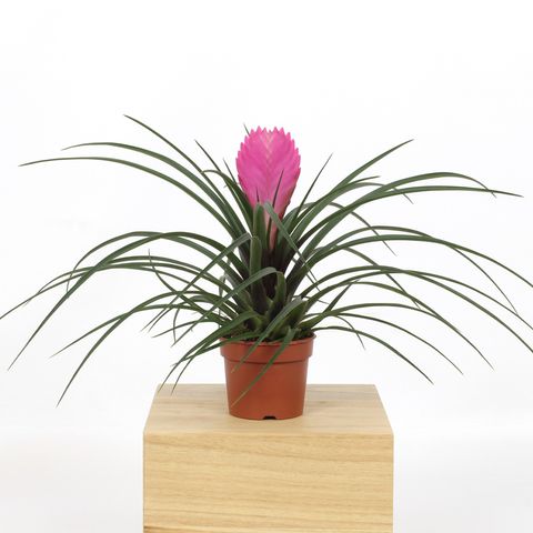 Tillandsia cyanea 'Anita' — Растения Оптовая FlorAccess