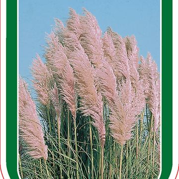 Cortaderia selloana 'Rosea'