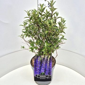 Buddleja davidii 'Empire Blue'