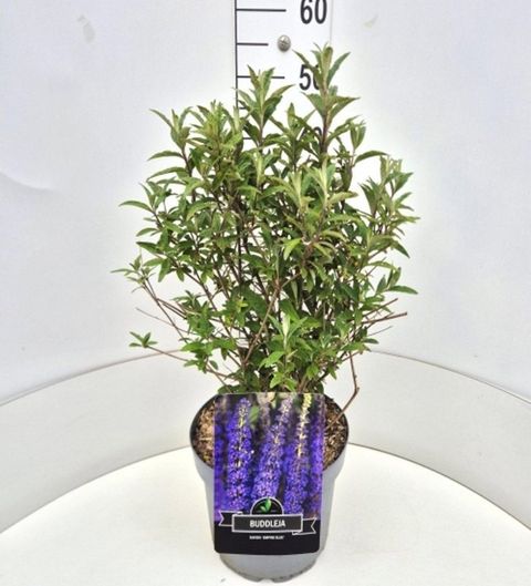 Buddleja davidii 'Empire Blue'