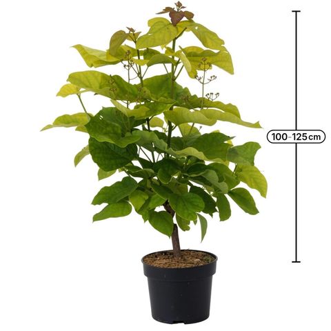 Catalpa bignonioides 'Aurea'