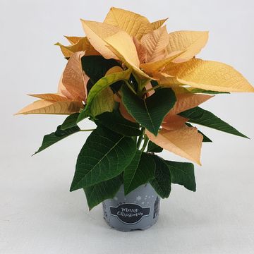 Euphorbia pulcherrima AUTUMN LEAVES