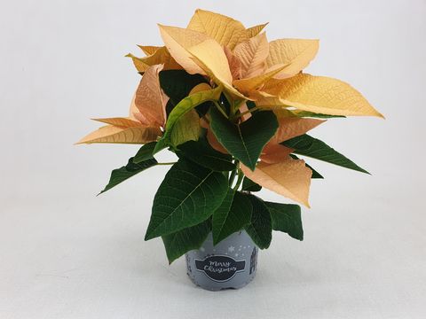Euphorbia pulcherrima AUTUMN LEAVES