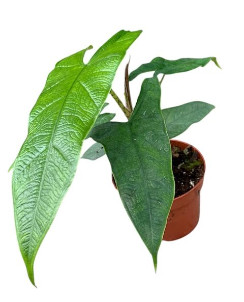 Alocasia sulawesi 'Green Carpet'
