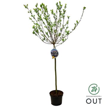 Salix integra 'Hakuro-nishiki'
