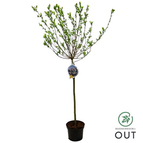 Salix integra 'Hakuro-nishiki'