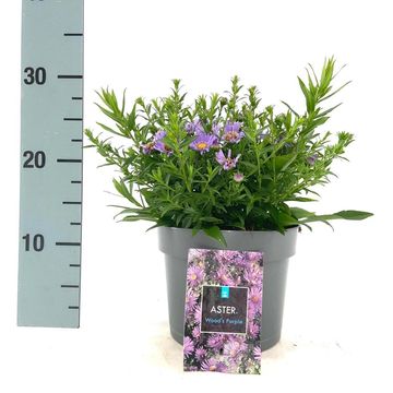 Aster 'Wood's Purple'