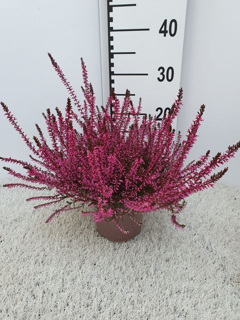 Calluna vulgaris 'Marlies'