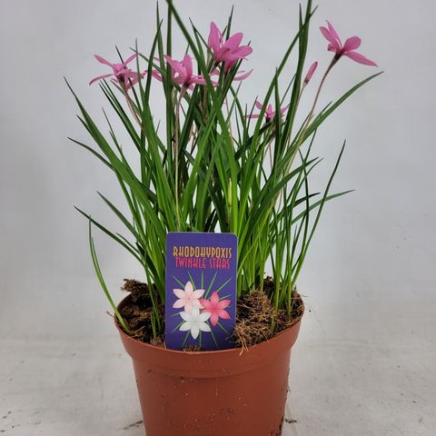 Rhodohypoxis TWINKLE STARS MIX