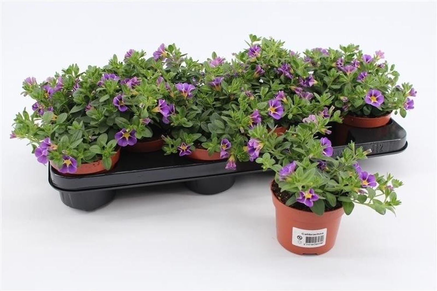 Calibrachoa RAVE BLUE — Plant Wholesale FlorAccess