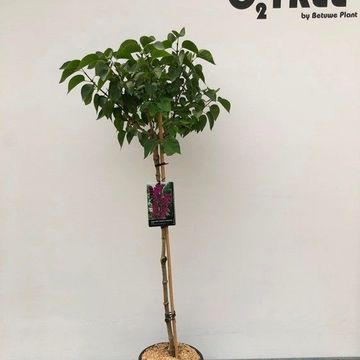 Syringa vulgaris 'Andenken an Ludwig Späth'