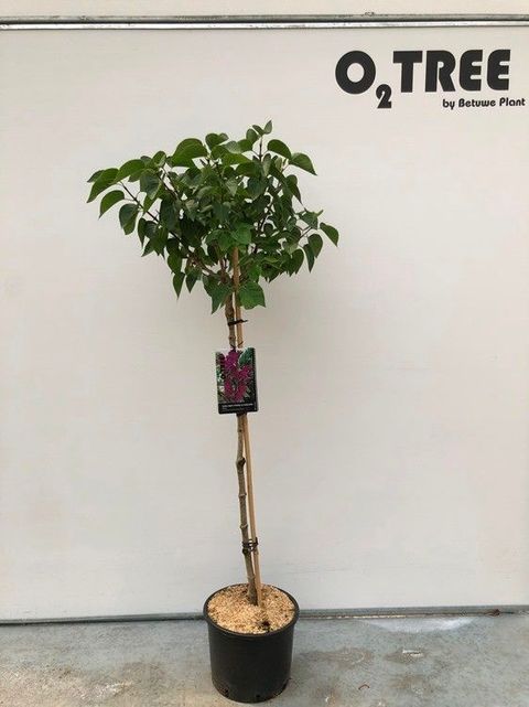 Syringa vulgaris 'Andenken an Ludwig Späth'