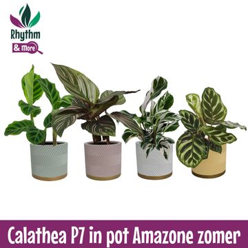Calathea MIX IN POT