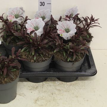 Gaura lindheimeri 'Siskiyou Pink'