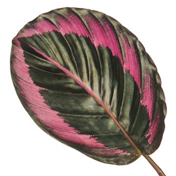 Calathea roseopicta SURPRISESTAR