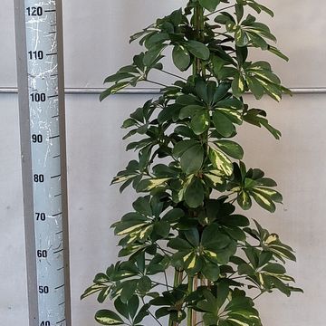 Schefflera arboricola 'Gold Capella'
