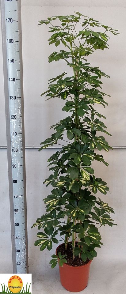 Schefflera arboricola 'Gold Capella'