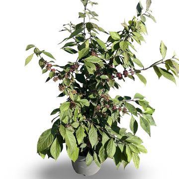 Callicarpa bodinieri 'Profusion'