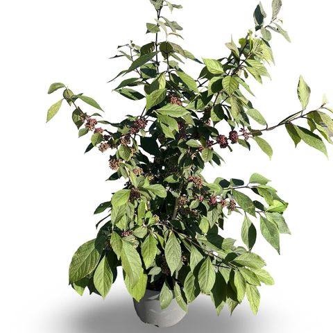 Callicarpa bodinieri 'Profusion'