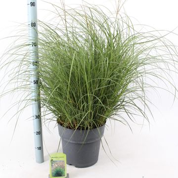 Miscanthus sinensis 'Adagio'