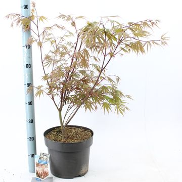 Acer palmatum 'Chitoseyama'