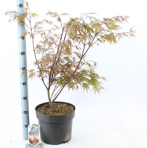 Acer palmatum 'Chitoseyama'