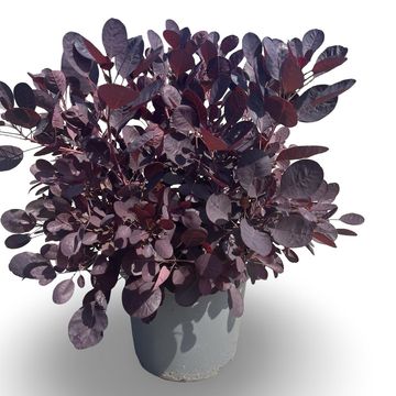 Cotinus coggygria 'Lilla'