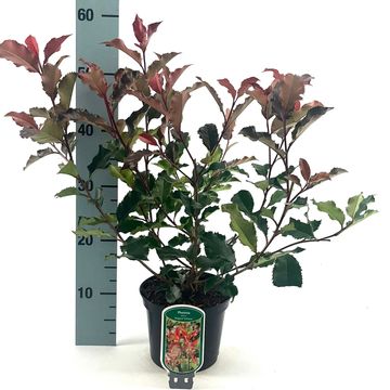 Photinia x fraseri MAGICAL VOLCANO