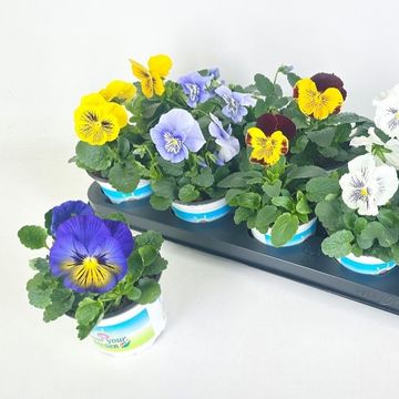 Viola x wittrockiana CATS PLUS MIX