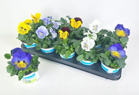 Viola x wittrockiana CATS PLUS MIX