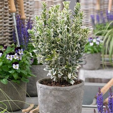 Euonymus japonicus 'White Spire'