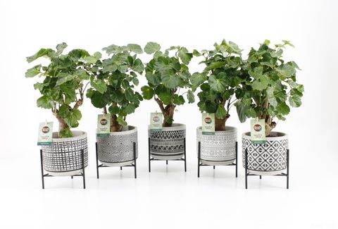 Polyscias 'Green Lemon'