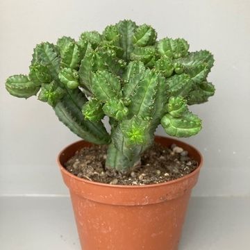 Euphorbia tubiglans