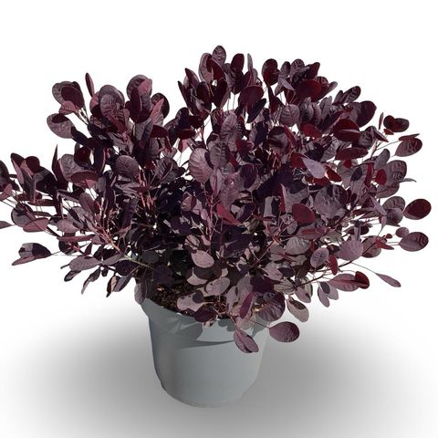 Cotinus coggygria 'Lilla'