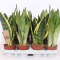 Sansevieria MIX