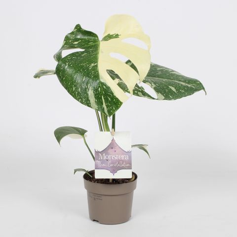 Monstera 'Thai Constellation'
