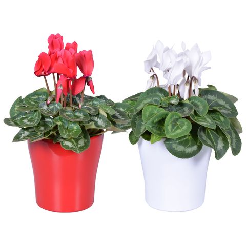 Cyclamen persicum SUPER SERIE S ALLURE MIX