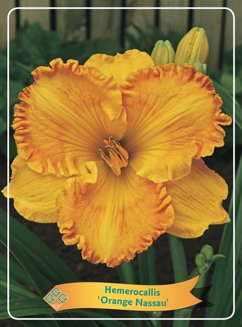 Hemerocallis 'Orange Nassau'
