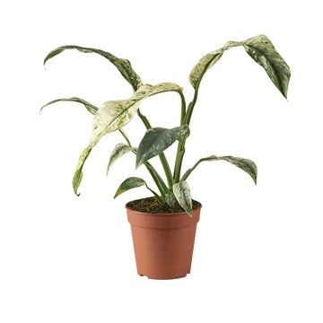 Rhaphidophora puberula 'Variegata'