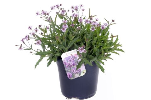 Verbena rigida 'Polaris Sky Blue'