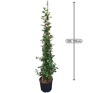 Garrya elliptica 'James Roof'