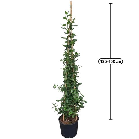Garrya elliptica 'James Roof'