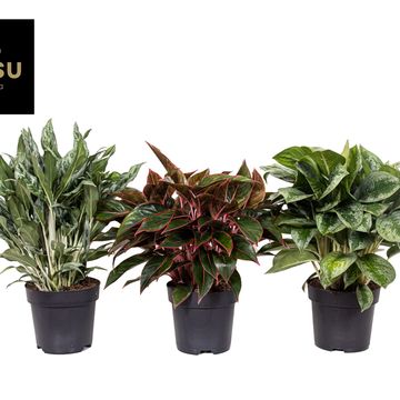 Aglaonema MIX