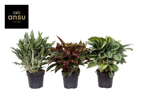 Aglaonema MIX