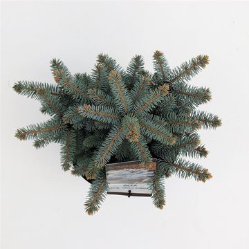 Picea pungens 'Глаука Глобоза'