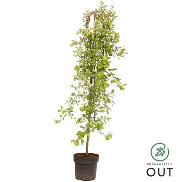 Ива caprea 'Килмарнок'